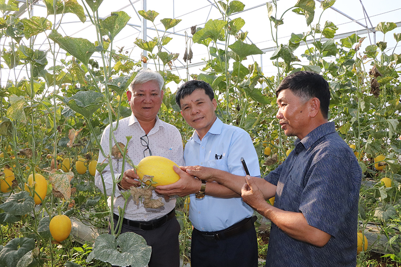 Ông Thân Xuân Động (bên trái), Phó Chủ tịch Hội Nông dân huyện Châu Đức; ông Trần Xuân Thủ (đứng giữa), Chủ tịch Hội Nông dân huyện Hàm Thuận Nam thăm mô hình trồng dưa lưới tại xã Suối Rao.