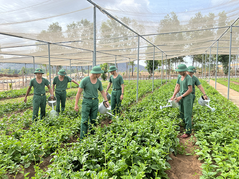 Cán bộ chiến sĩ Trung đoàn Minh Đạm chăm sóc vườn rau sau những giờ huấn luyện căng thẳng.