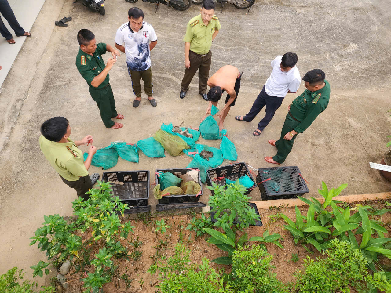 Lực lượng chức năng phát hiện đối tượng N.M.Ph (trú tại khu dân cư số 7 huyện Côn Đảo) vận chuyển 17 cá thể khỉ đuôi dài.