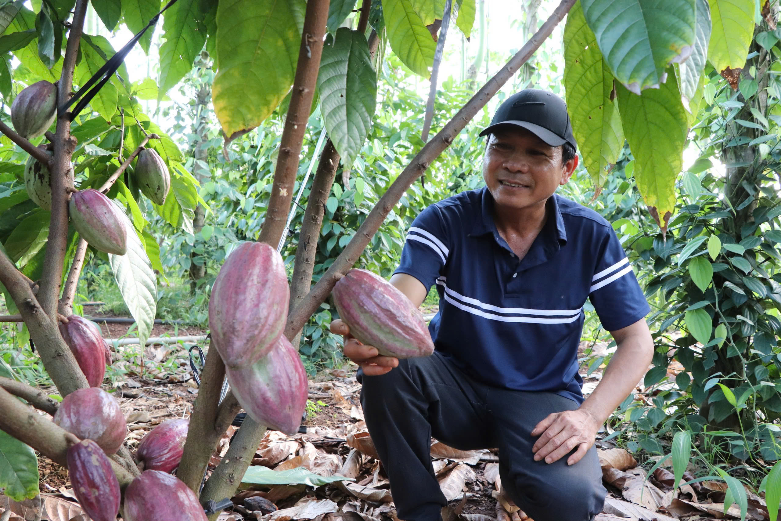 Trái ca cao tăng giá, nông dân Châu Đức phấn khởi