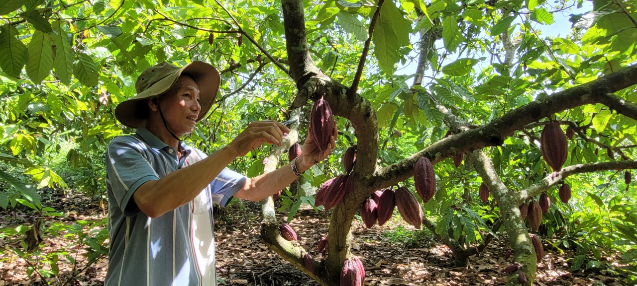 Ca cao tăng giá, người trồng phấn khởi