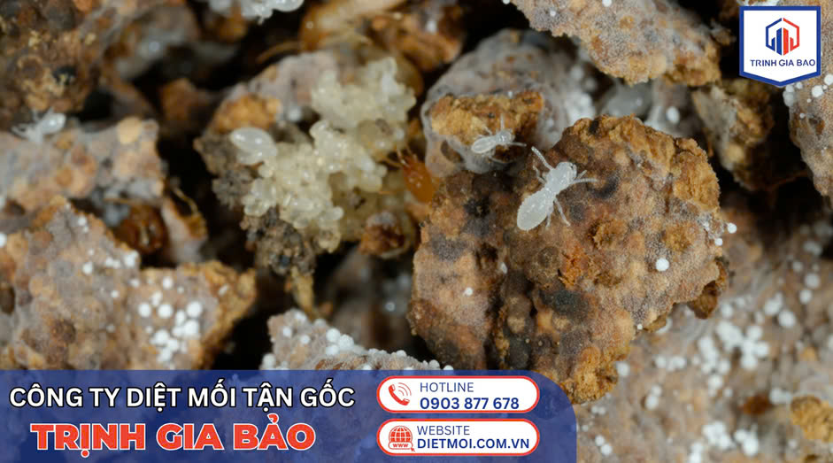 Công ty diệt mối tận gốc Trịnh Gia Bảo