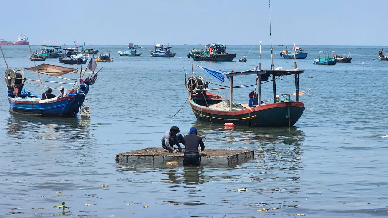 Một số lồng nuôi tôm hùm đã cũ, hư hỏng và xuống cấp được ghe chở về tập trung gần bờ phía trước công viên Bãi Trước để sửa chữa, gia cố, sau đó sẽ đưa sang vị trí mới tiếp tục nuôi.