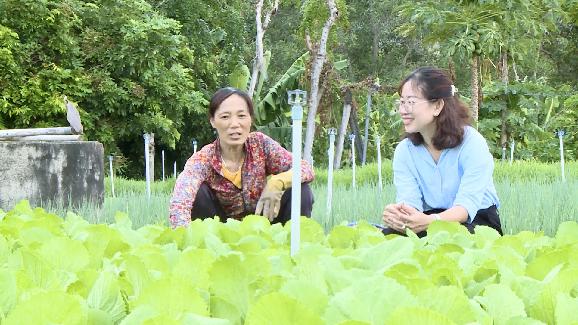 Bà Vũ Thị Hằng (KP.Kim Sơn, phường Kim Dinh) đã vươn lên thay đổi cuộc sống nhờ mô hình trồng rau thơm.