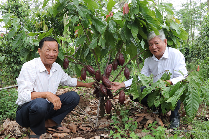 Ông Thân Xuân Động (bên phải), Phó Chủ tịch Hội Nông dân huyện Châu Đức cho biết, vụ ca cao năm nay, bà con trúng mùa, được giá.