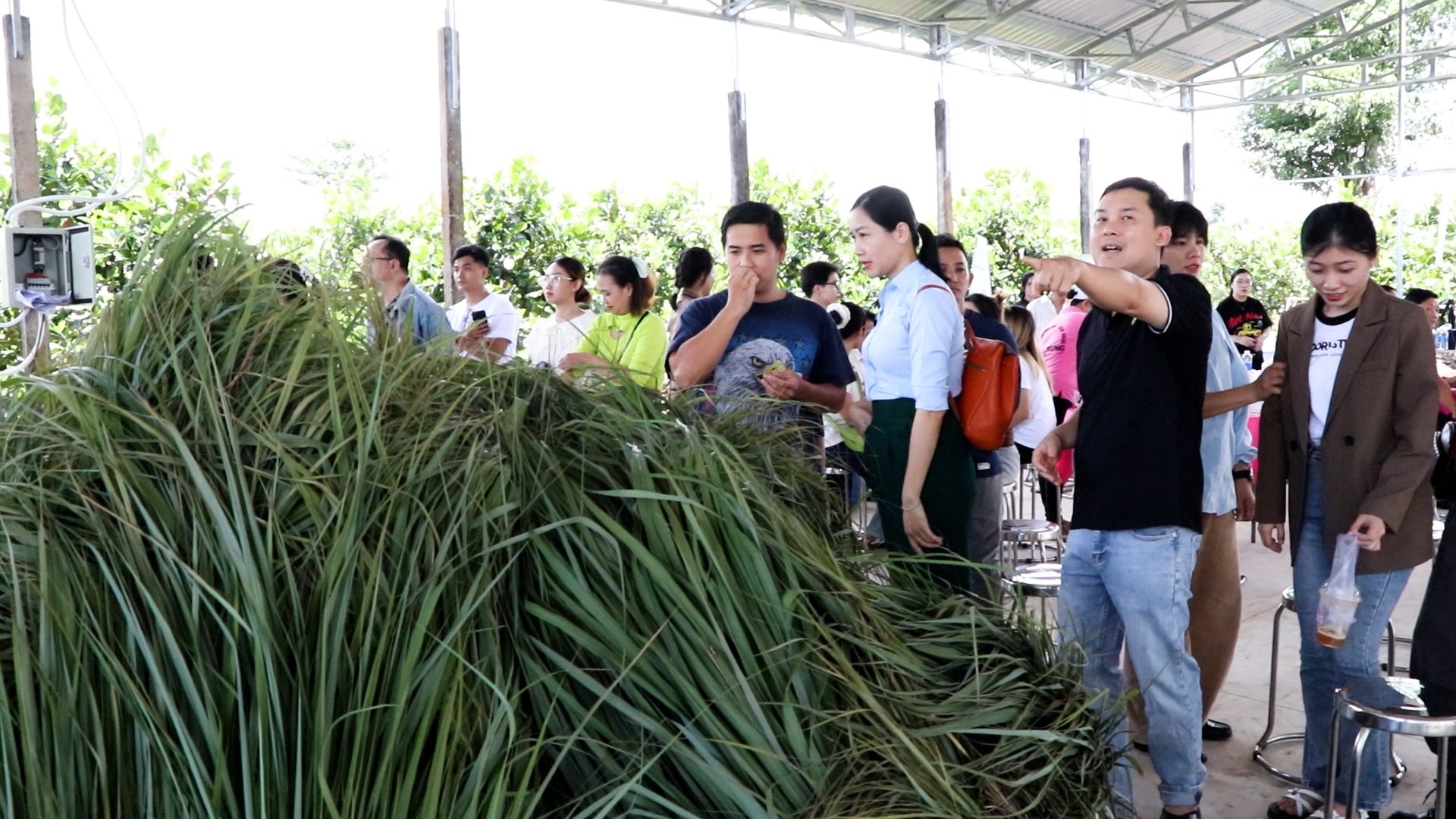 Cây sả chanh mở ra nhiều triển vọng trong phát triển kinh tế, góp phần tạo thêm việc làm, tăng thu nhập cho nông dân địa phương.