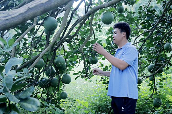 Ông Hồ Hoàng Kha (xã Sông Xoài, TX.Phú Mỹ) chăm sóc vụ bưởi Tết tại vườn.