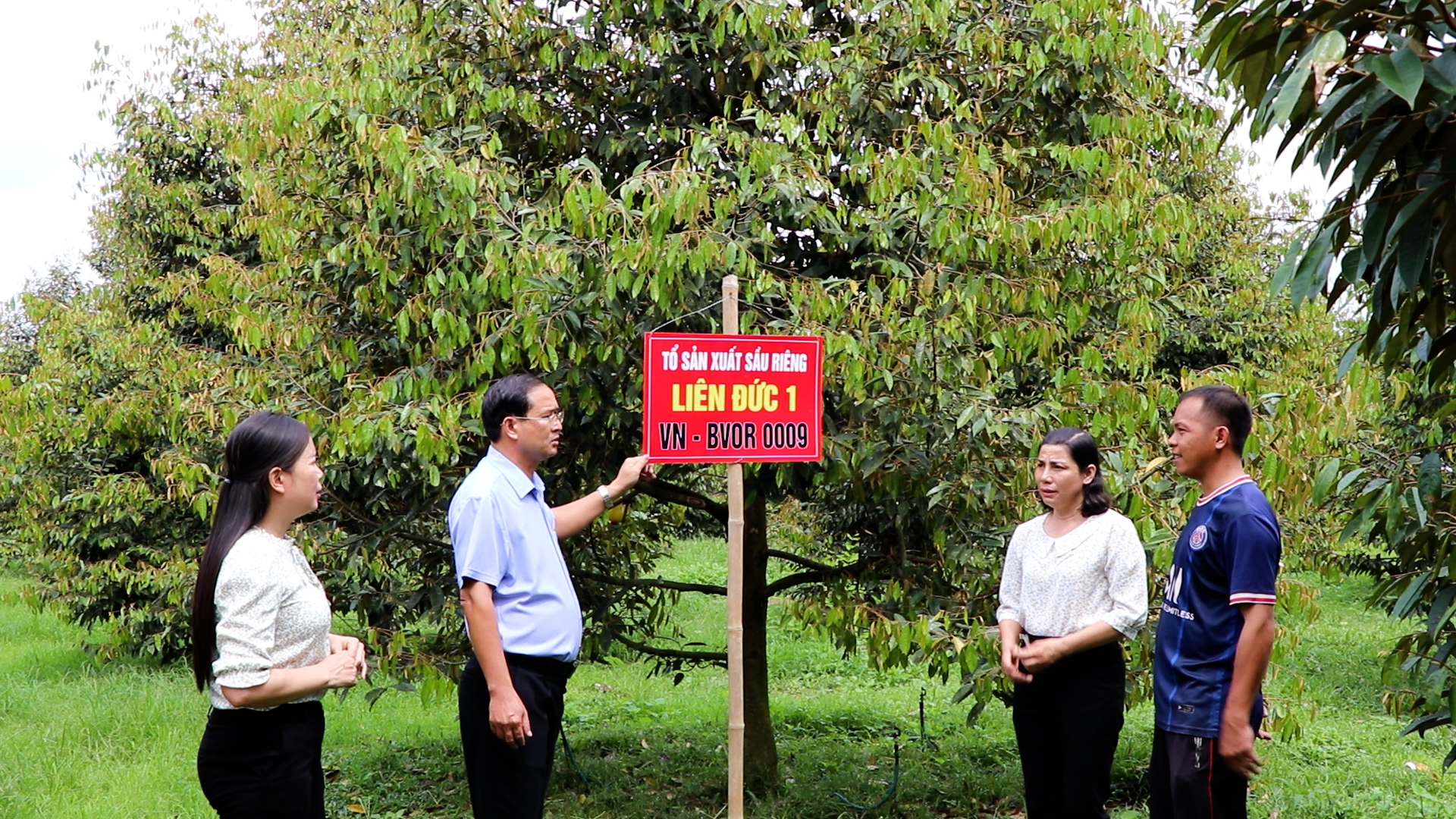Sau khi được cấp mã số vùng trồng xuất khẩu, sản phẩm sầu riêng đã được DN chủ động tìm đến hợp tác, thu mua. Ảnh: Ông Nguyễn Tấn Bản, Chủ tịch UBND huyện Châu Đức tham quan vùng trồng sầu riêng Liên Đức (xã Xà Bang).
