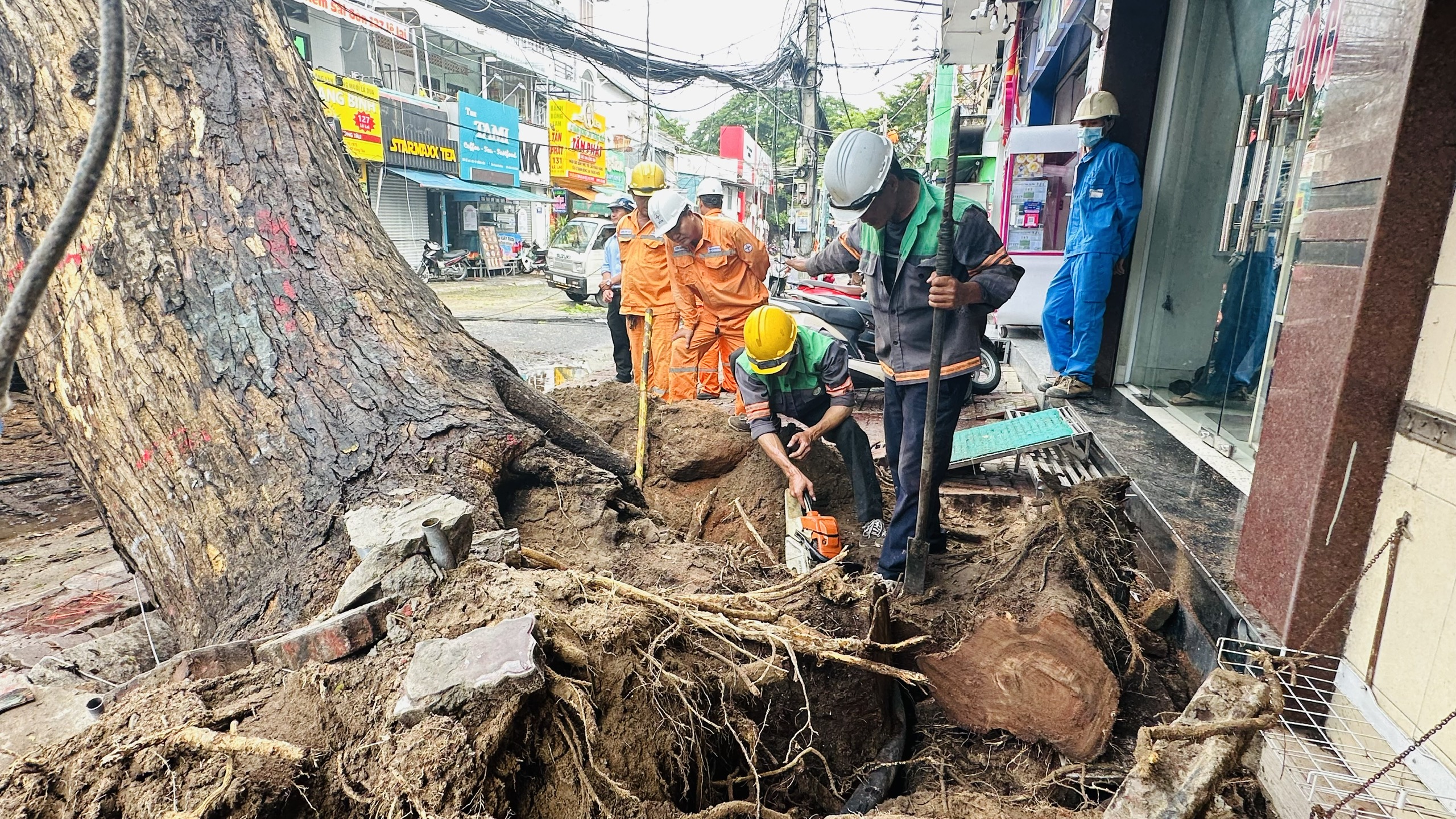 Cây quá lớn, rễ vấn bám sâu dưới lòng đất nên lực lượng chức năng rất vất vả để xử lý