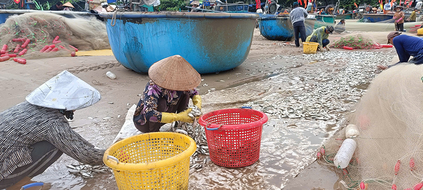 Năm nay, ngư dân huyện Long Điền, Đất Đỏ, TP.Vũng Tàu đều trúng mùa cá trích.