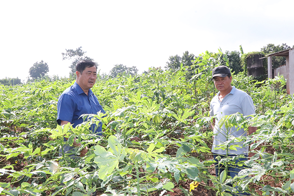 Ông Trần Thế Vinh (bên phải) cho biết, củ mì tươi được thương lái  các tỉnh về tận vườn thu mua, nên nông dân yên tâm sản xuất.