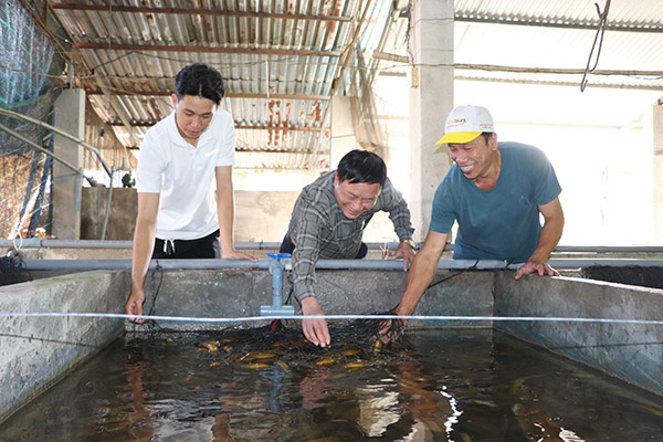 Ông Phạm Văn Hinh (giữa), Chủ tịch Hội làm vườn huyện kiểm tra quy trình nuôi lươn của hộ ông Nguyễn Văn Hùng (xã Kim Long).