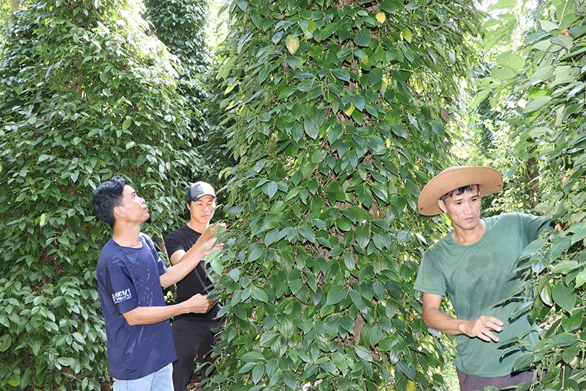 Ông Ngô Xuân Sơn (trái), Giám đốc HTX Hữu cơ Giàu Toàn Diện cho biết, trồng tiêu hữu cơ theo chuỗi giảm được sâu bệnh, nông dân yên tâm đầu ra vì được HTX bao tiêu với giá cao.