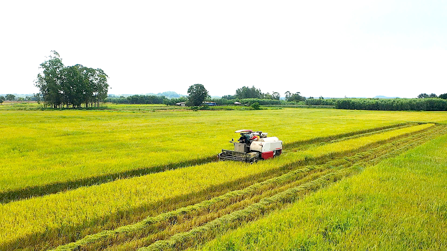 Cánh đồng lúa thôn 5, xã Bình Trung vào vụ gặt.