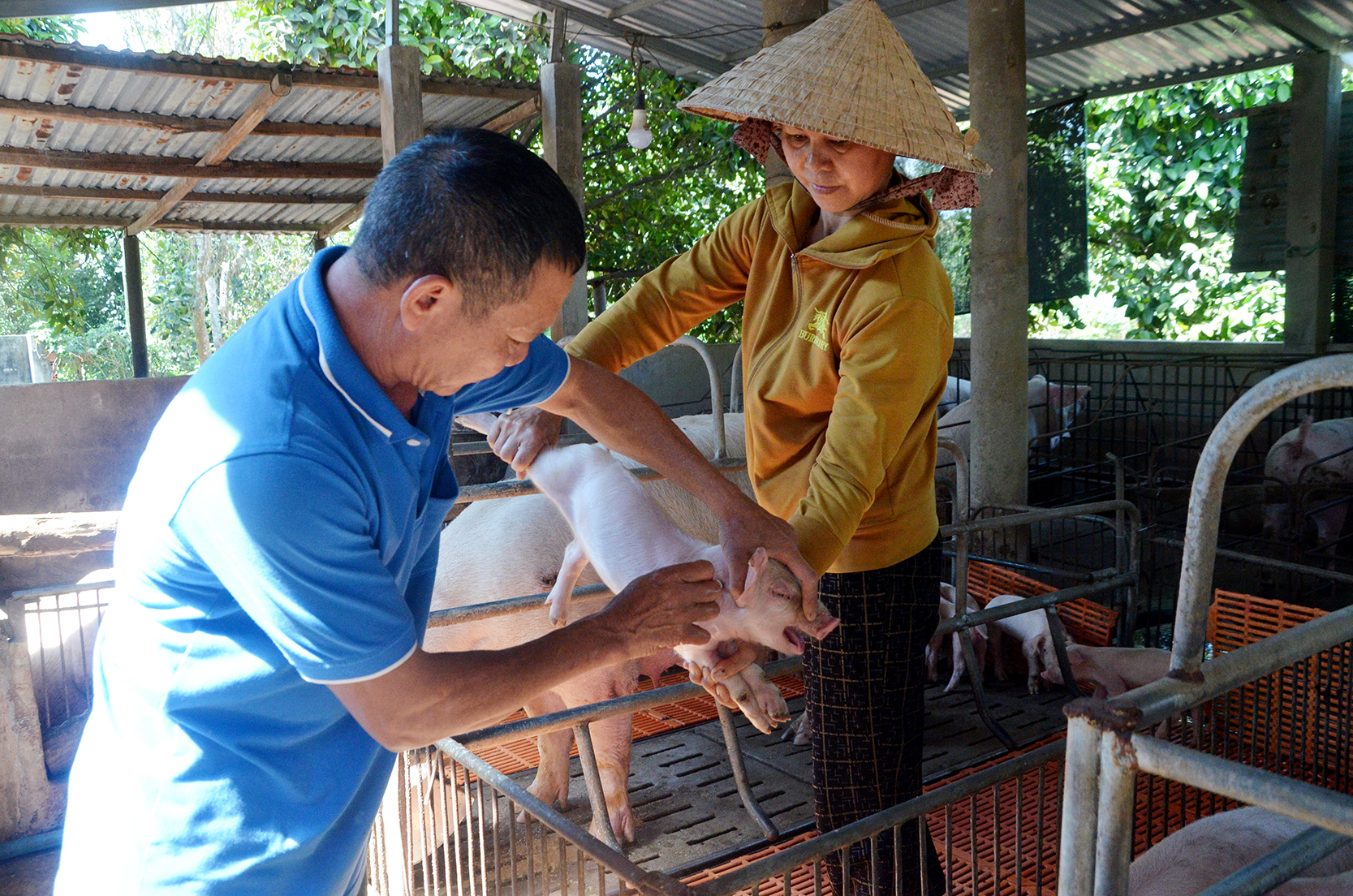 Ông Nguyễn Văn Tỏa (xã Bình Ba, huyện Châu Đức) tiêm phòng cho heo.