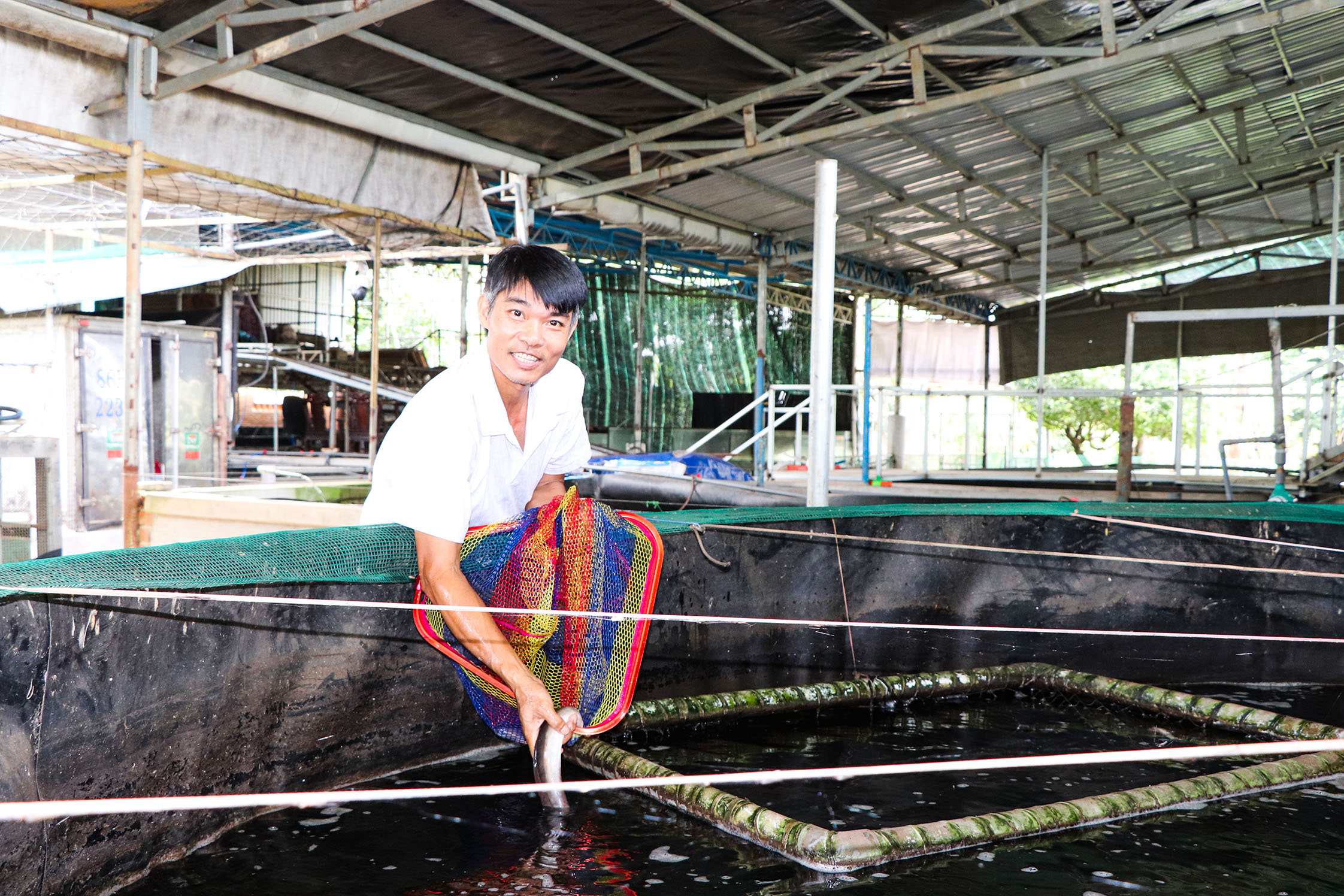 Thu nhập cao nhờ nuôi cá chình