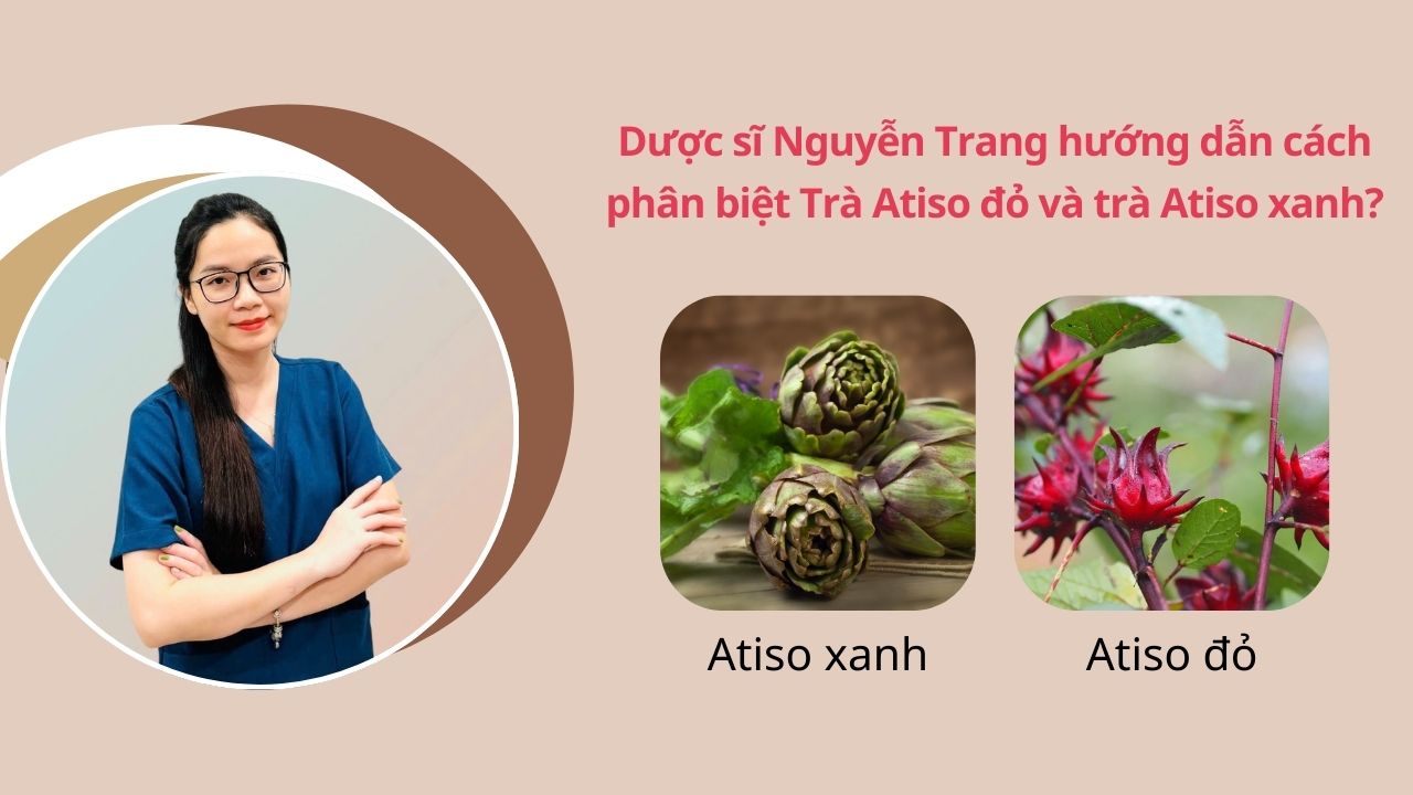 Dược sĩ Nguyễn Trang hướng dẫn cách phân biệt trà Atiso đỏ và Atiso xanh? Uống loại nào tốt hơn?