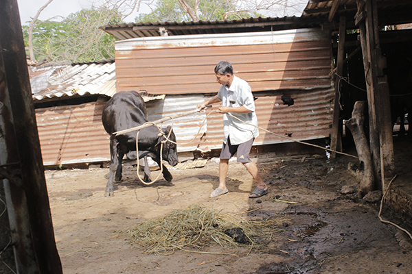 Tiến tới chấm dứt hoạt động chăn nuôi trong khu dân cư