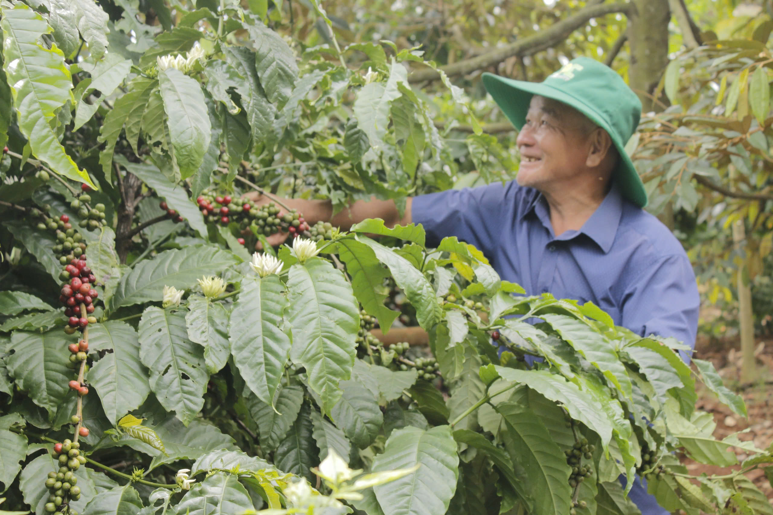 Ông Võ Ngọc Thanh (xã Láng Lớn, huyện Châu Đức) phấn khởi bên vườn cà phê được mùa, được giá.