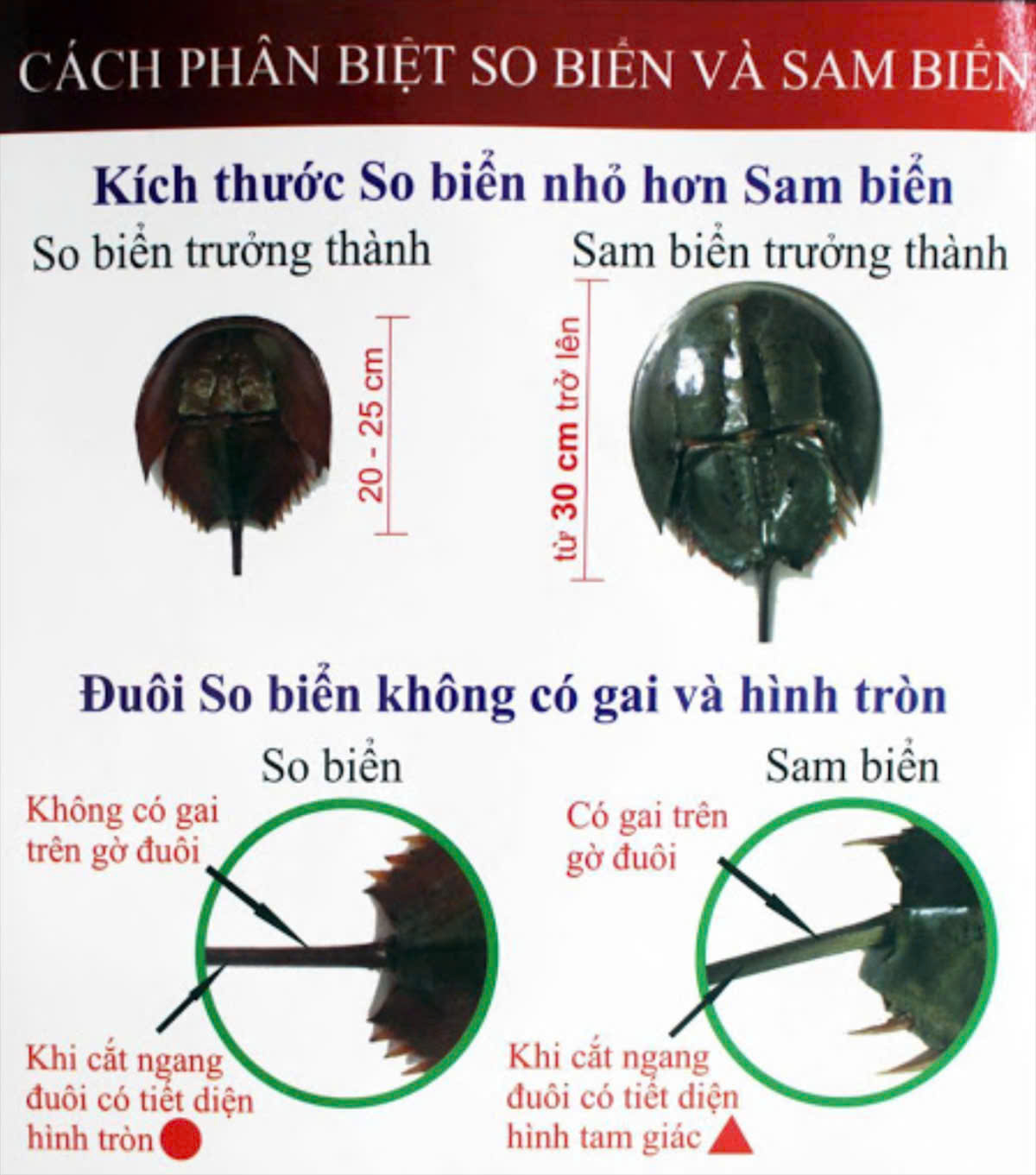 Ăn nhầm con so, hai người đàn ông ở huyện Long Điền bị ngộ độc.