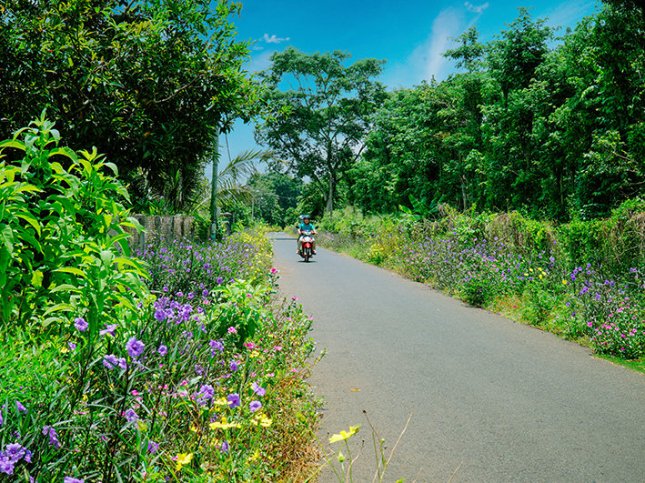 Tuyến đường dài 7km khang trang sạch đẹp rực rỡ sắc hoa của thôn Tân Long và Hòa Long, xã Kim Long, huyện Châu Đức.