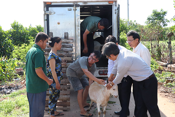 Dê giống được vận chuyển đến tận nơi, hỗ trợ cho hội hội viên nông dân nghèo các xã trên địa bàn huyện.