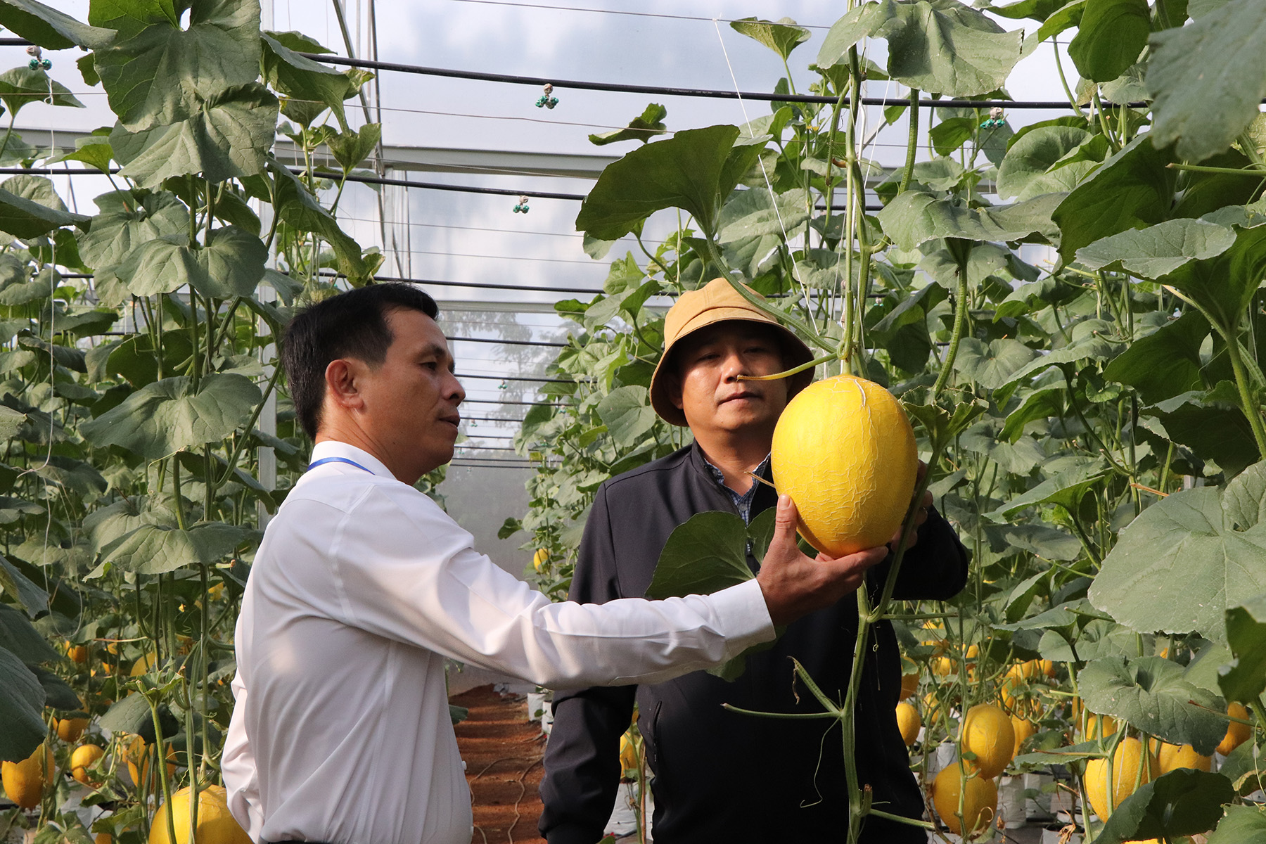 Ông Nguyễn Minh Đức (trái), Phó Chủ tịch UBND xã Suối Rao, huyện Châu Đức tham quan mô hình trồng dưa lưới của HTX An Farm.