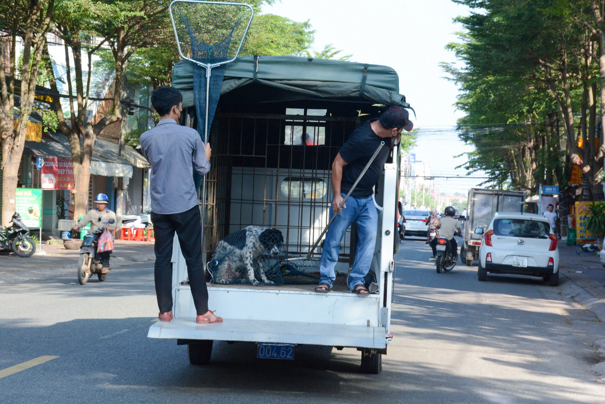 UBND thị trấn Phước Bửu, Đội bắt chó thả rông sẽ tiếp tục ra quân trong dịp cuối năm.