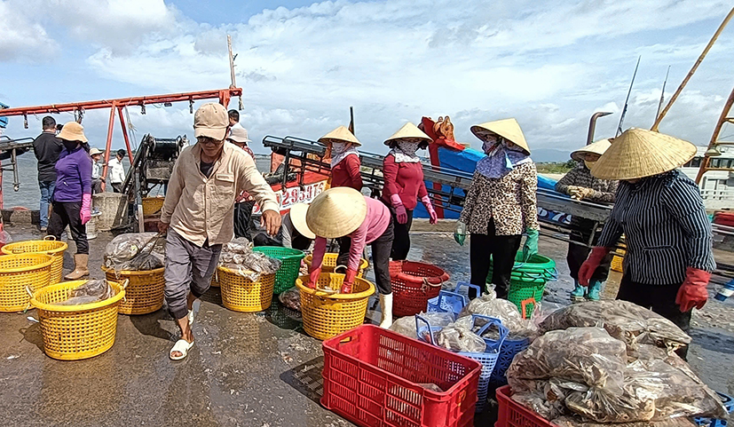 Mùa thấp điểm, gió Bắc, sản lượng hải sản khai thác giảm mạnh, ngư dân thất thu. Trong ảnh: Hải sản vừa cập bến cảng Tân Phước (huyện Long Điền).