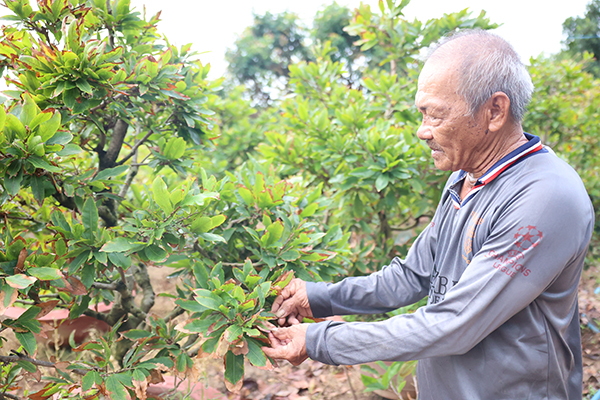 Lặt lá mai đợi Tết