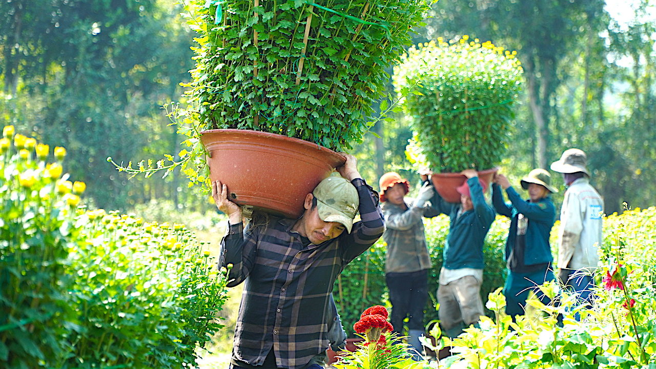 Nghề vác hoa thuê dịp Tết