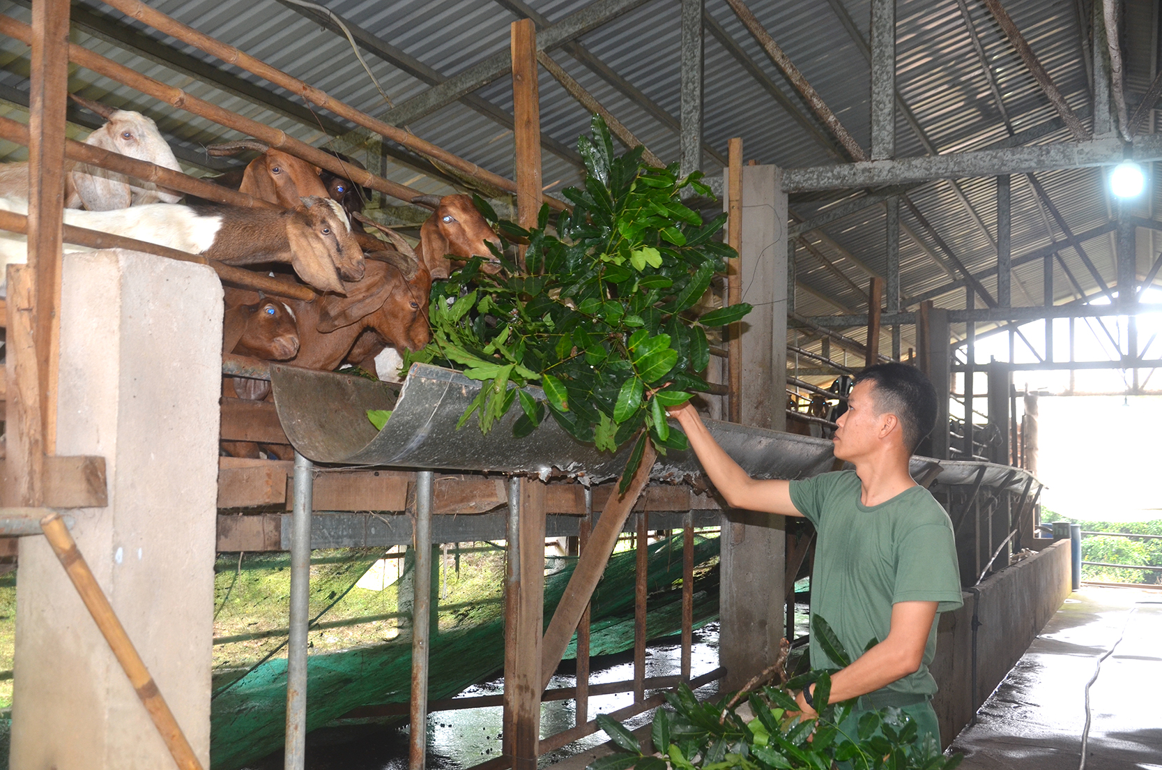 Chiến sĩ Trung đoàn Minh Đạm chăm sóc đàn dê, chuẩn nguồn thực phẩm trong dịp Tết Nguyên đán.