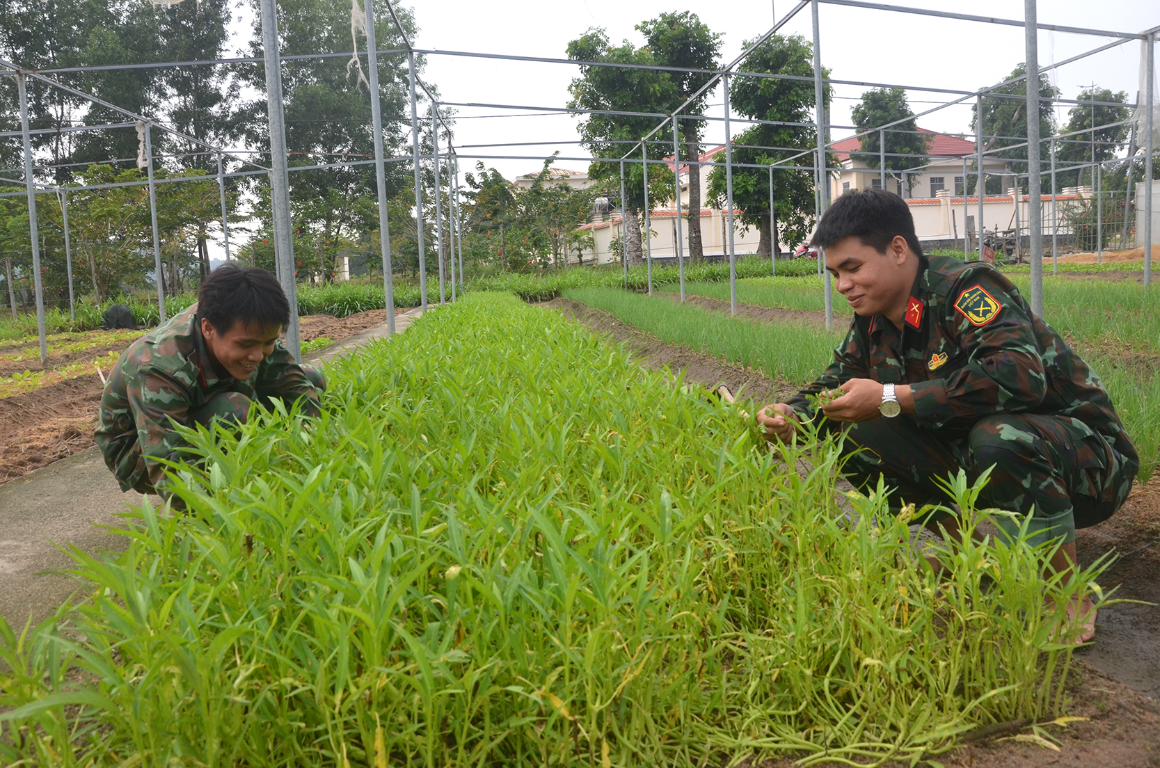 Khu sản xuất rau của Trung đoàn Minh Đạm với đa dạng các loại, đảm bảo phục vụ 100% rau xanh cho toàn đơn vị.