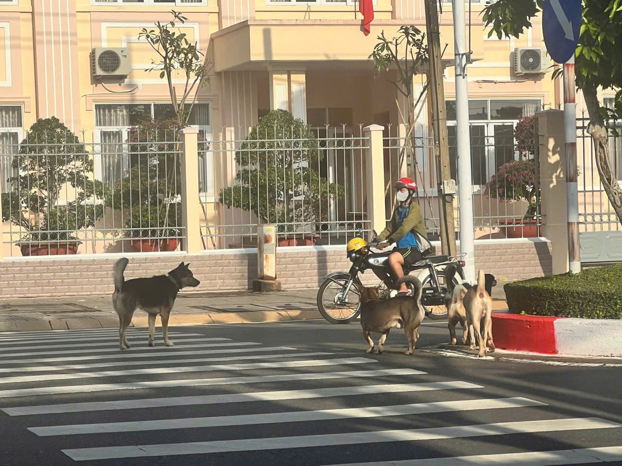 Tình trạng chó thả rông xảy ra nhiều ở các tuyến đường của TT.Ngãi Giao (huyện Châu Đức).