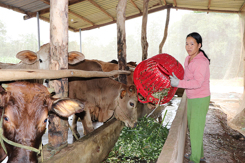 Đến nay, chuồng trại của bà Nguyễn Thị Ngọc Điệp đang nuôi vỗ béo 20 con bò lớn nhỏ. Do nuôi theo hình thức gối đầu, nên cứ khoảng 6 tháng, bà có bò thịt xuất bán.