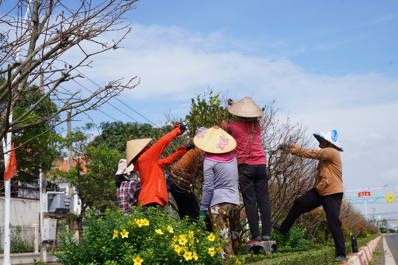 Khoảng 500 người dân được huy động hái lá mai trên các con đường trung tâm TT. Ngãi Giao và TT. Kim Long, huyện Châu Đức.