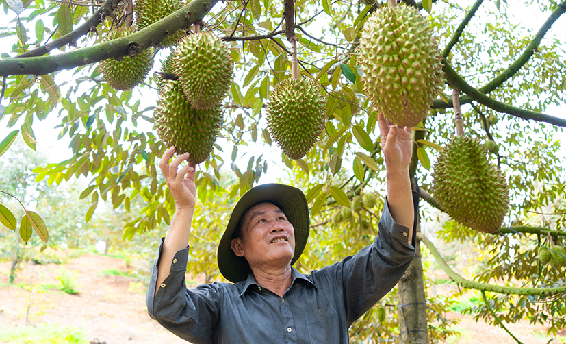 Nông dân Châu Đức đầu tư sản xuất, phát triển sản phẩm OCOP. Trong ảnh: Vườn sầu riêng của HTX sầu riêng 9 Bê.