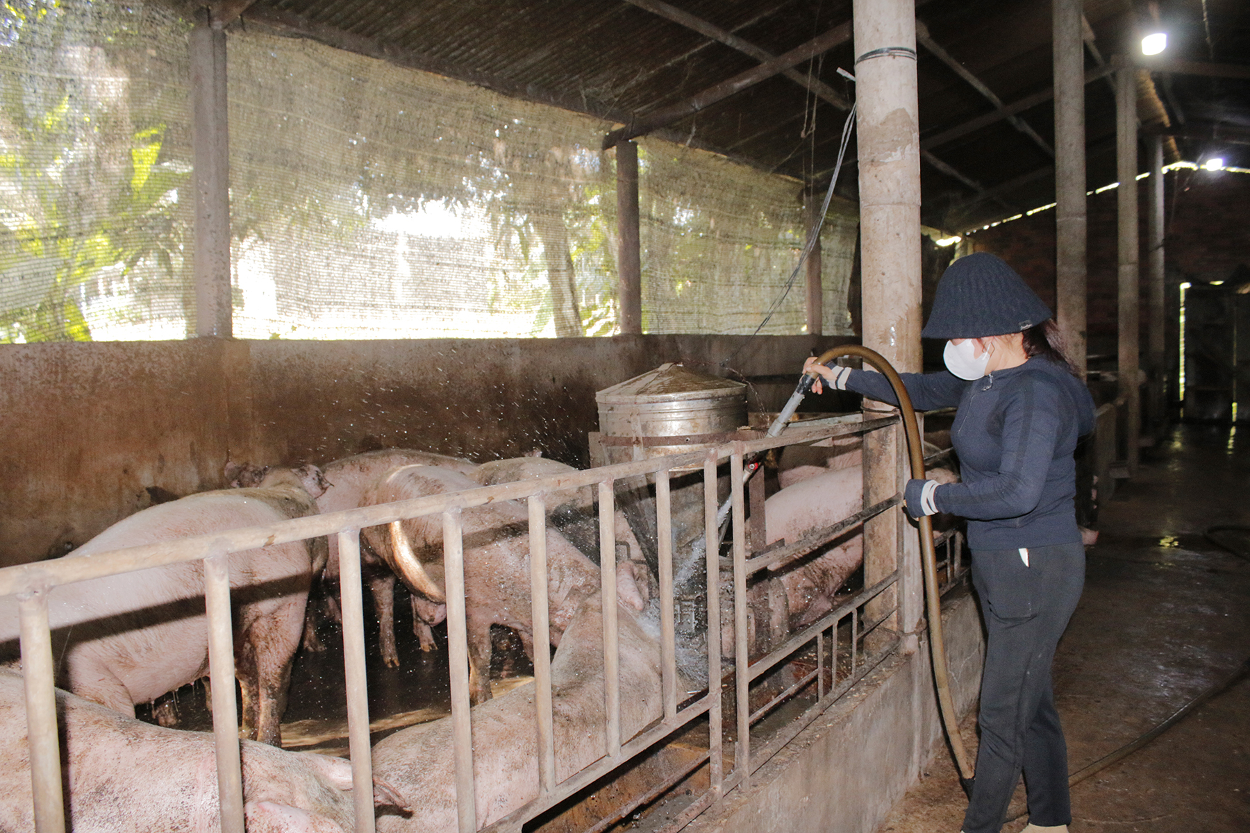 Thời điểm này, giá heo hơi đang ở mức cao 69-70 ngàn đồng/kg, giá gà ta cũng ở mức 70-80 ngàn đồng/kg. 