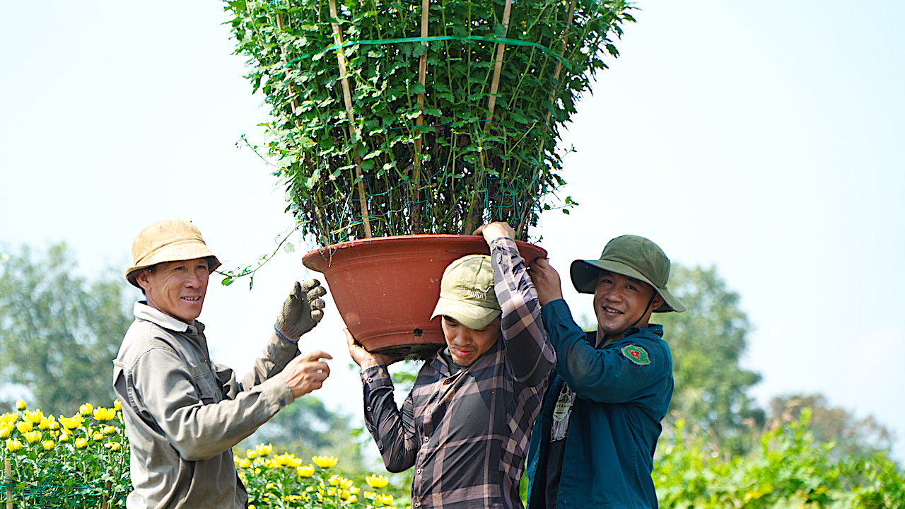 Công việc bốc vác hoa thường bắt đầu từ ngày 16 đến 28 tháng Chạp. Lúc nào thương lái cho xe đến lấy hàng là nhóm của anh Thức phải bắt tay vào việc bất kể giờ giấc. Việc vác chậu hoa từ vựa lên các xe tải đòi hỏi lao động phải có sức khỏe và chịu khó. Anh Huỳnh (40 tuổi, ngụ xã Láng Lớn) chia sẻ: “2 ngày đầu vác hoa về đau nhức, thậm chí phát sốt, không ngủ được. Đến ngày thứ 3 tôi mới quen vai để vác tiếp”.