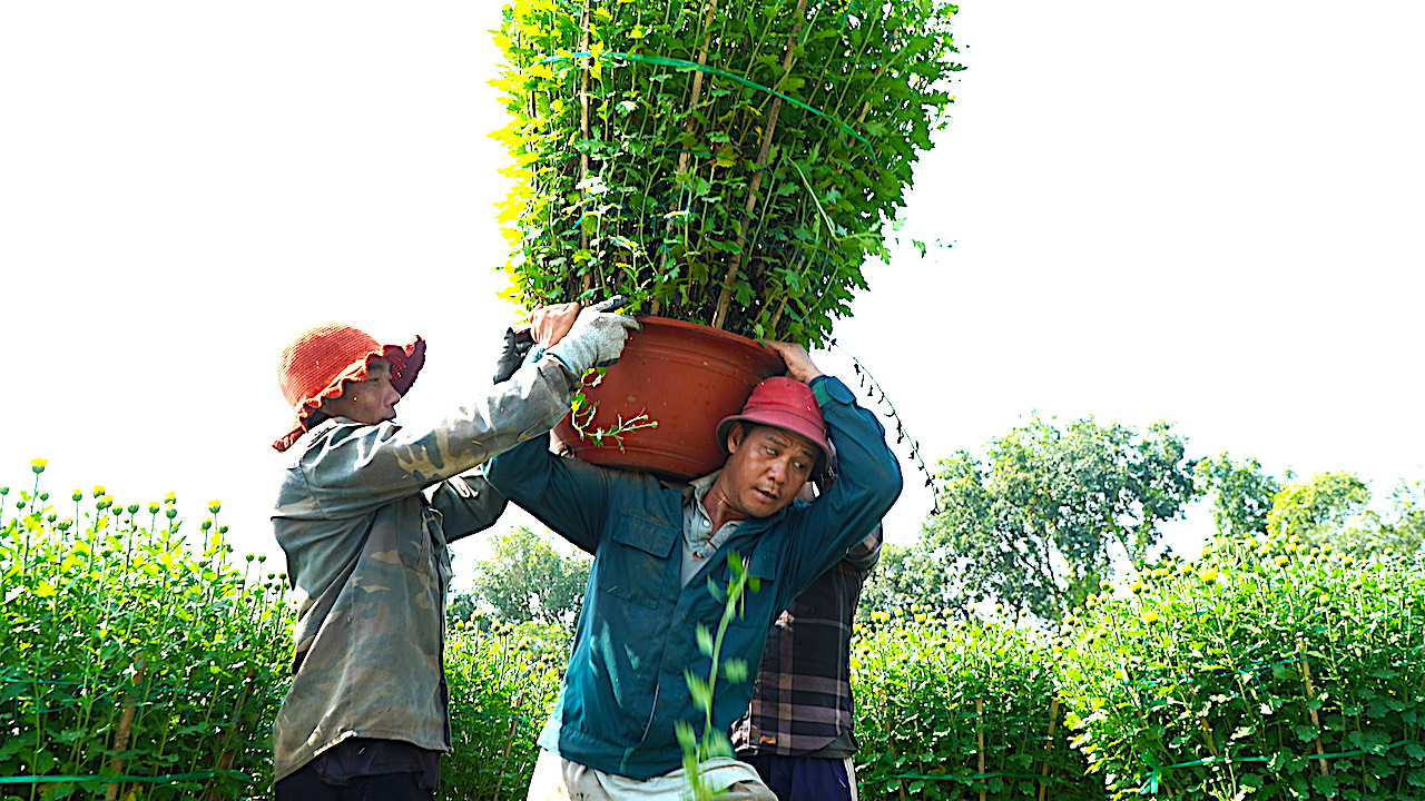 Chậu hoa đủ kích thước, chất lên sàn cao khiến người vác làm việc khá vất vả. Họ hợp lực 2 người nhấc chậu, 1 người ghé vai vào vác và thay đổi vị trí liên tục để giữ sức cho cả nhóm. “Vất vả nhưng có việc làm, có thu nhập để sắm Tết và lo cho gia đình thì mọi người ai cũng phải cố gắng”, một thanh niên trong đội bốc vác nói.