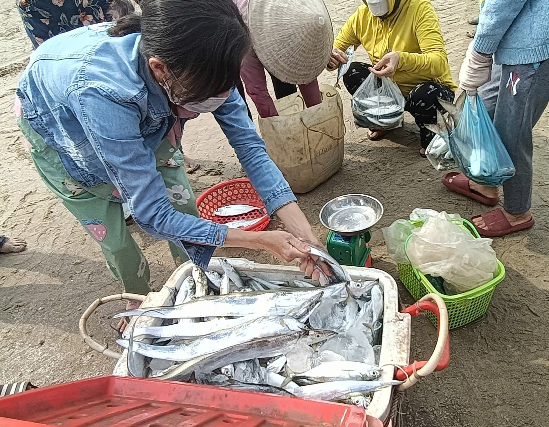 Thương lái nhanh chóng đến thu mua cá lưới đánh bắt trong ngày của ngư dân vừa cập bờ. Do cận Tết, phân lớn tàu thuyền đã nghỉ đánh bắt nên cá khan hiếm, giá tàng từ 20-50% tùy loại.
