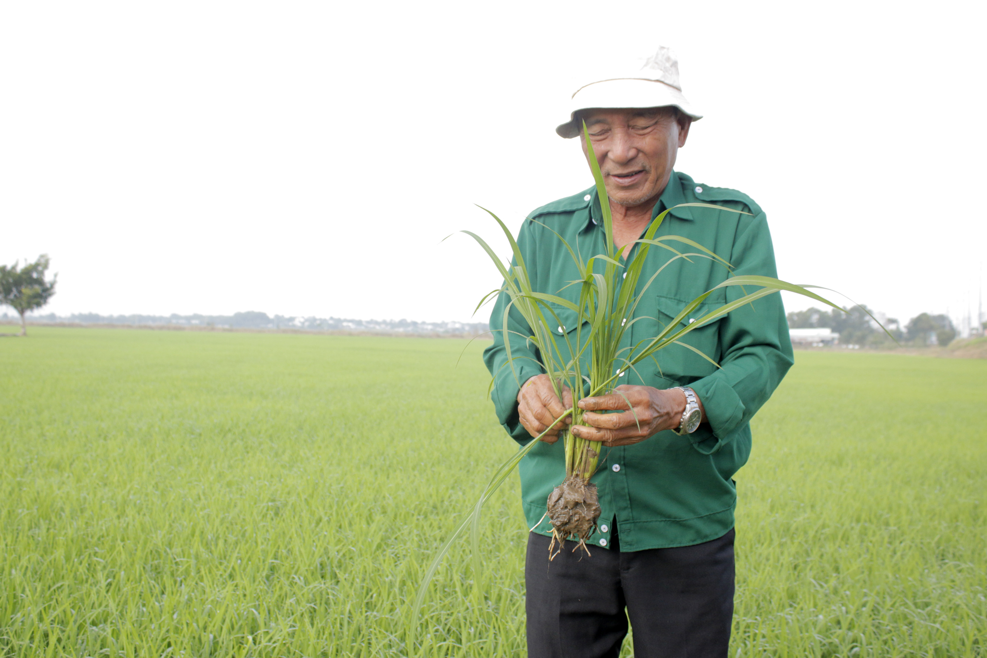 Ông Nguyễn Văn Phan (xã Láng Dài, huyện Long Đất) thăm ruộng sáng mùng 2 Tết và kiểm tra có xuất hiện sâu bệnh trên lúa không.