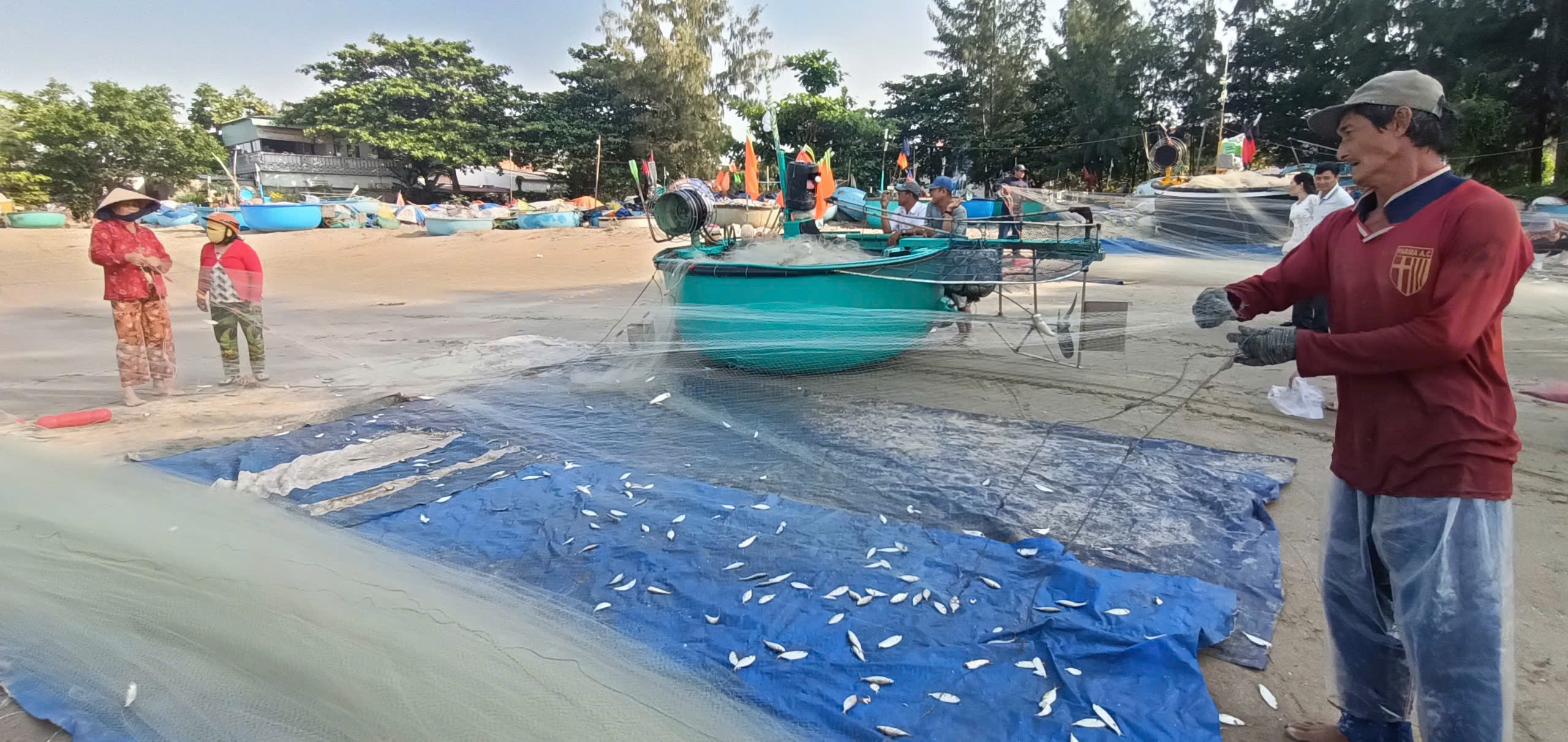 Ngư dân Nguyễn Văn Giang, KP Hải Phong 1, TT.Long Hải (huyện Long Đất) sáng mùng 4 Tết xuất hành đánh bắt được khoảng 20kg cá trích, chỉ vàng.
