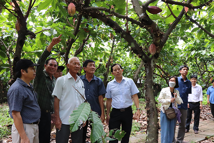 Sản xuất nông nghiệp gắn với du lịch là 1 trong 3 khâu đột phá mà Hội Nông dân huyện Châu Đức đang triển khai thực hiện. Trong ảnh: Cán bộ, hội viên nông dân trong tỉnh tham quan vườn ca cao trên địa bàn xã Xà Bang.