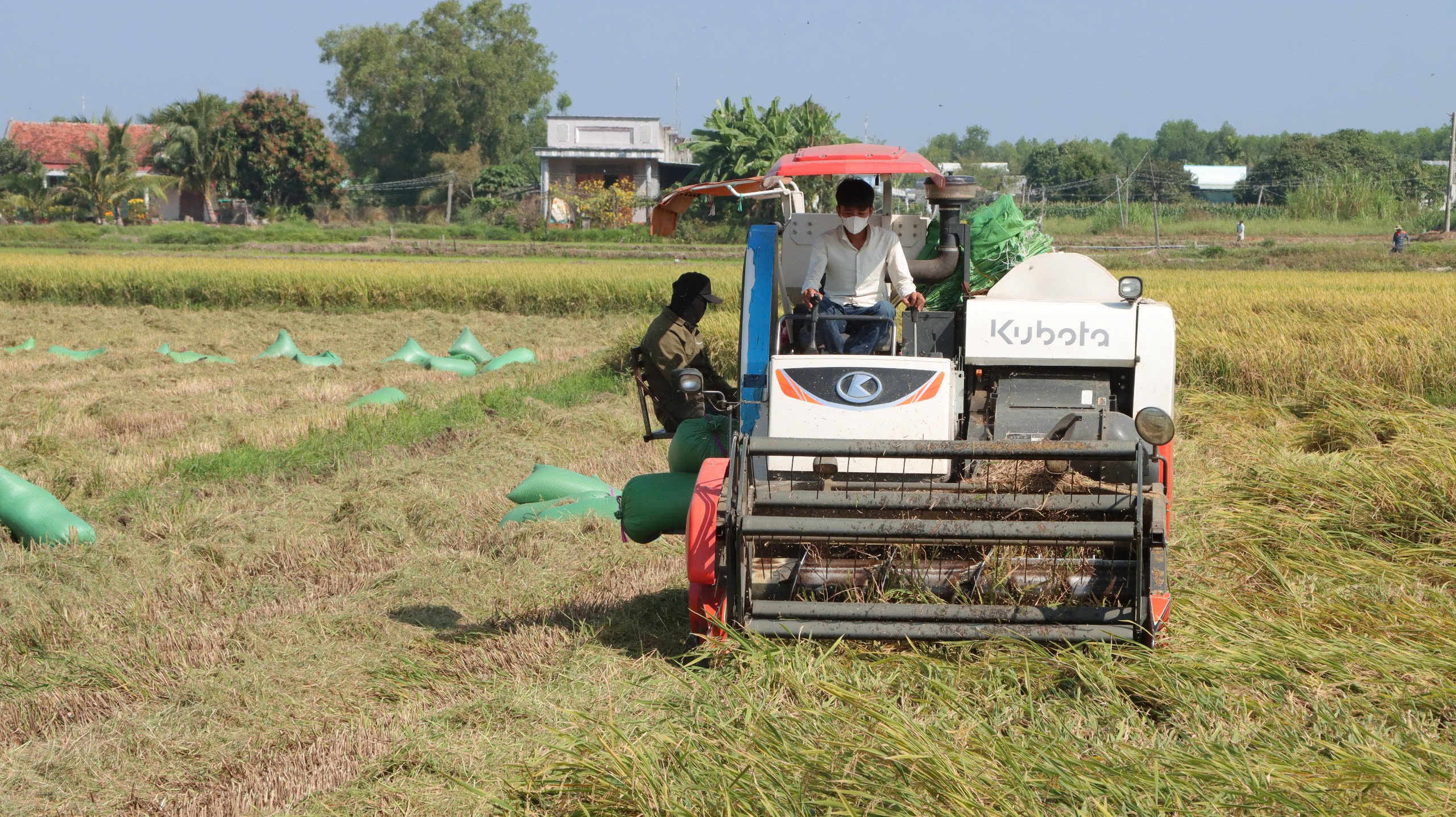 Nông dân xã Phước Hội, huyện Long Đất thu hoạch lúa Đông Xuân sớm.