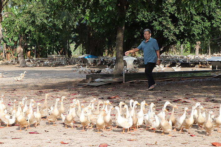 Trang trại nuôi vịt của ông Nguyễn Đức Triều cho thu nhập hơn 30 triệu đồng/tháng.