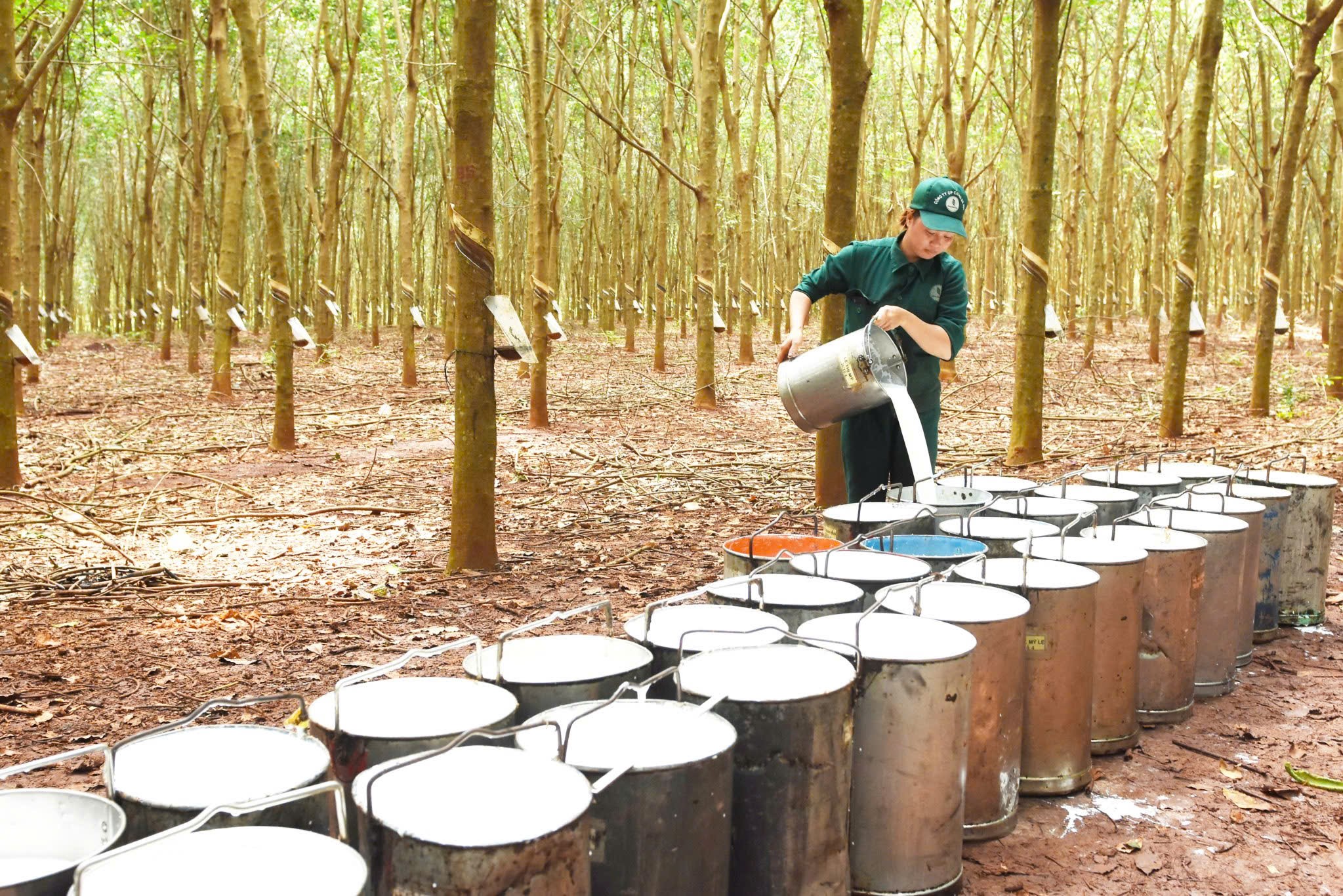 Công nhân Công ty Cao Su Bà Rịa thu hoạch mủ cao su.