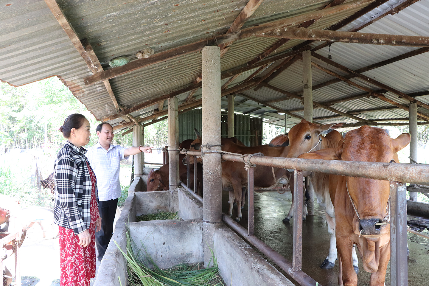 Ông Bùi Đình Nam, Phó Giám đốc Quỹ HTND tỉnh tham qua dự án nuôi bò sinh sản và bò thịt của bà Nguyễn Thị Nghị, hội viên nông dân thôn Tân Tiến, xã Châu Pha.