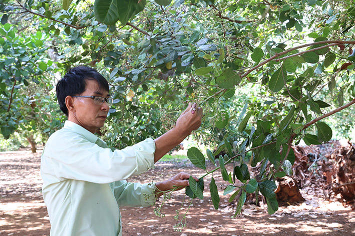 Ông Bùi Sỹ Luyên, xã Hòa Hưng, huyện Xuyên Mộc chăm sóc vườn điều của gia đình.