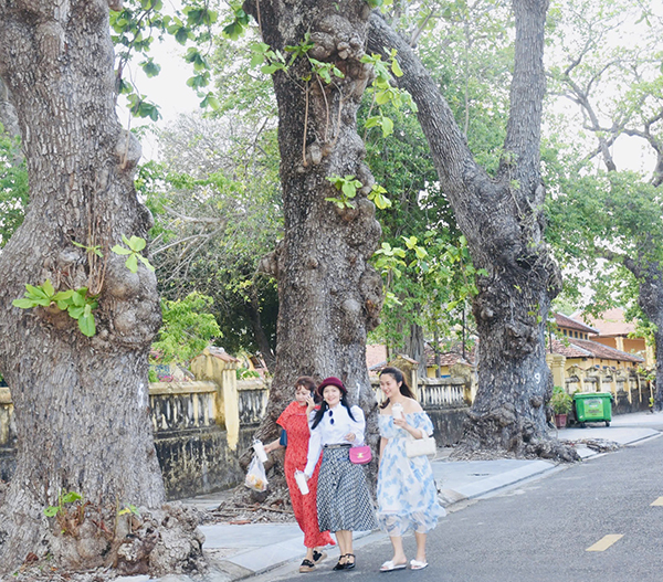  Những cây bàng cổ thụ-cây di sản sần sùi, tuổi đời hàng trăm năm  là điểm nhấn của phố cổ Côn Sơn.